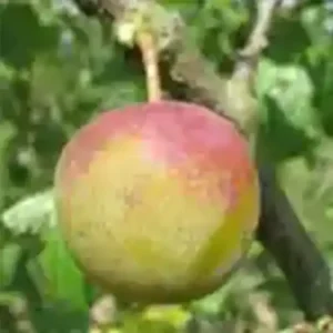Prunier 'Reine Claude Dorée'