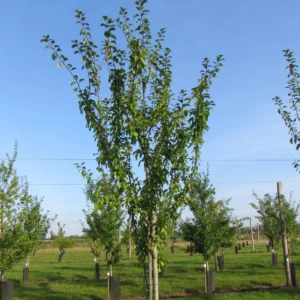 Prunier 'Reine Claude d'Oullins'