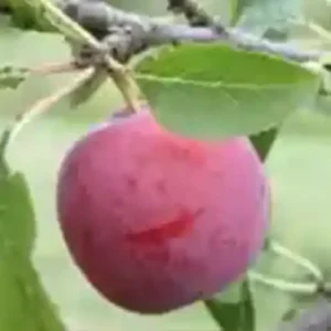 Prunier 'Reine Claude Rouge Hâtive'