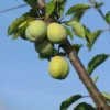 Prunier 'Sainte Catherine'