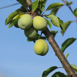 Prunier 'Sainte Catherine'