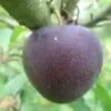 Prunier 'Sanguine De Wismes'