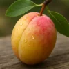 Prunier 'Tipala'