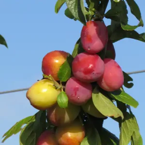 Prunier 'Victoria'