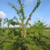 Prunier 'Victoria'