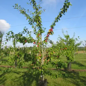 Prunier 'Victoria'