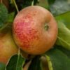 Pommier 'Reinette de France'