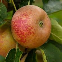 Pommier 'Reinette de France'