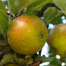 Pommier 'Reinette des Capucins'