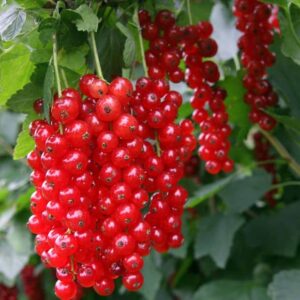 Groseillier 'Rovada'