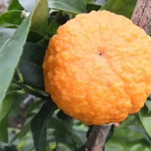 Citrus trees (cold hardy)