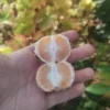 Mandarinier Satsuma 'Owari'
