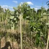 Saule marsault pleureur 'Kilmarnock'