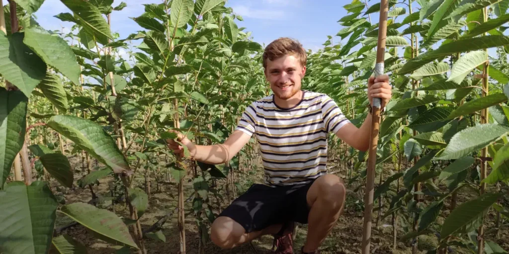 thomas fruit trees