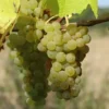 Vigne 'Bianca'