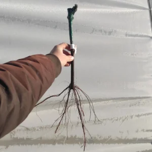 Vigne Palatina