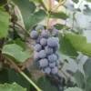 Vigne 'Isabelle'