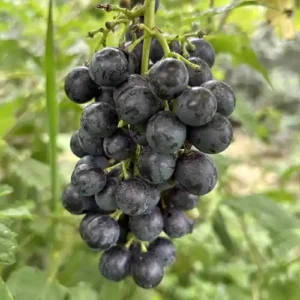 Vigne 'Muscat Bleu'