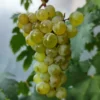 Vigne sans pépin 'Romulus'