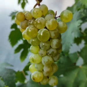 Vigne sans pépin 'Romulus'