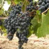 Vigne 'Solara'