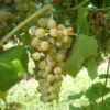 Vigne 'Solaris'