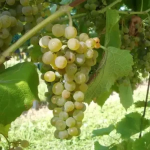 Vigne 'Solaris'