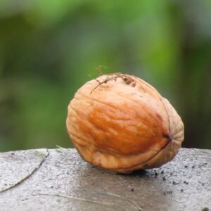 Noyer 'Pourpre'