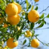 Ichang Lemon