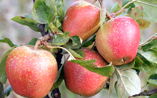 Adam's Pearmain