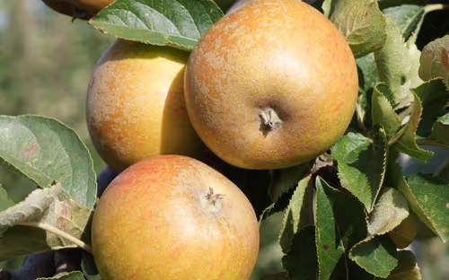 Ashmead Kernel