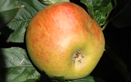 Blenheim Orange