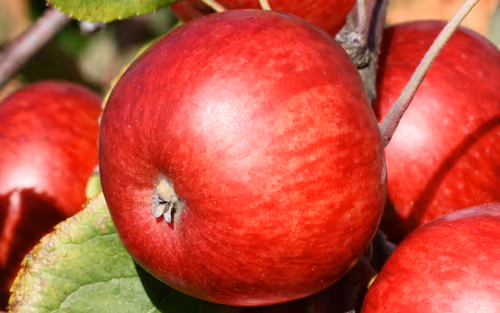Brown's Apple