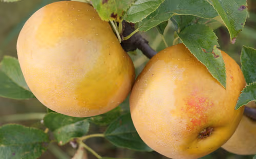 Egremont Russet