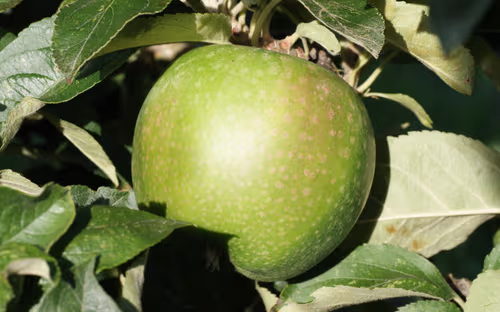 Granny Smith