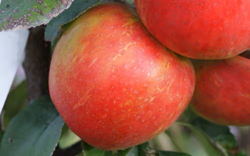 Honeycrisp