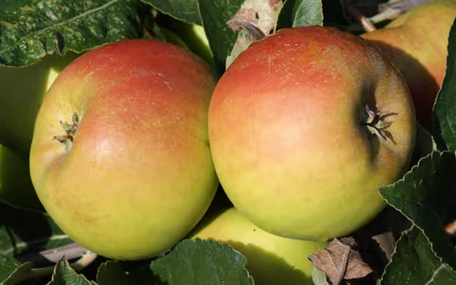 Roxbury Russet
