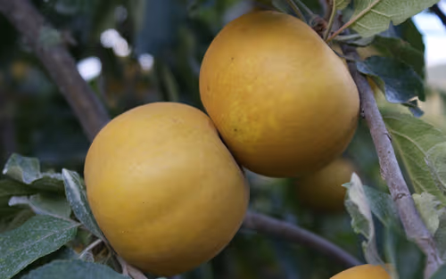 Saint Edmund's Russet