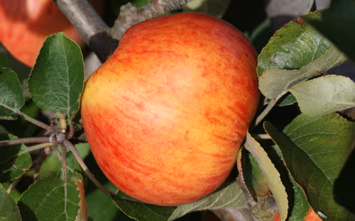 Somerset Redstreak