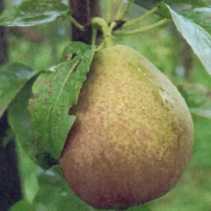 Dell’Auzzana