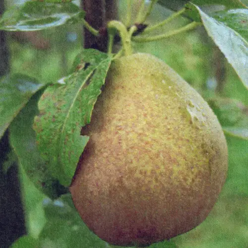 Dell’Auzzana