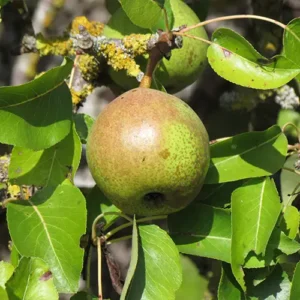 Bergamote Esperen