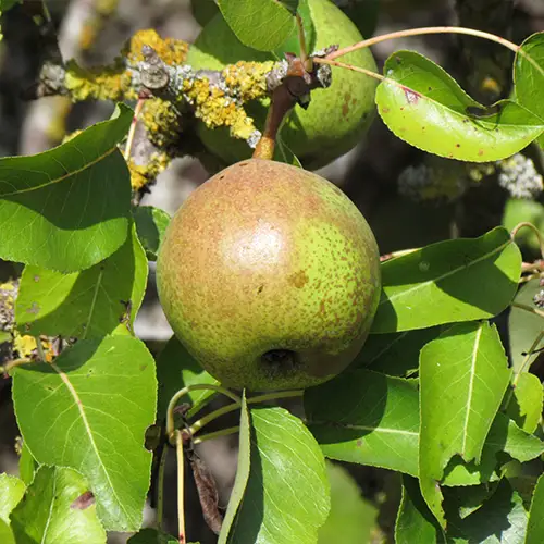 Bergamote Esperen