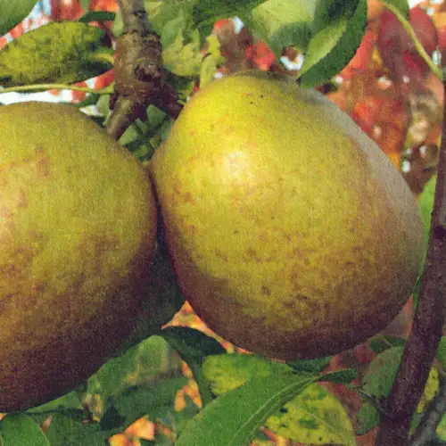 Beurré Gris de Luçon