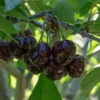 star cherry