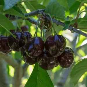 star cherry