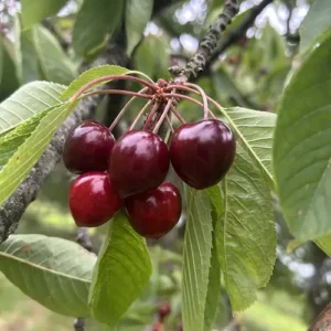 bigarreau marmotte cherry