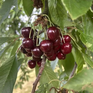 moreau bigarreau cherry