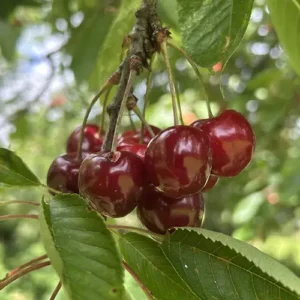 coeur de verberie cherry