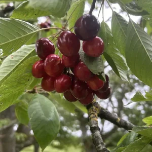 sam cherry